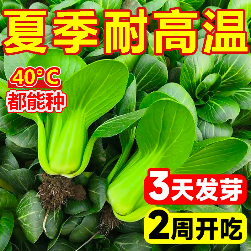 正品绿油亮杂交青梗菜种子，耐热耐雨青菜