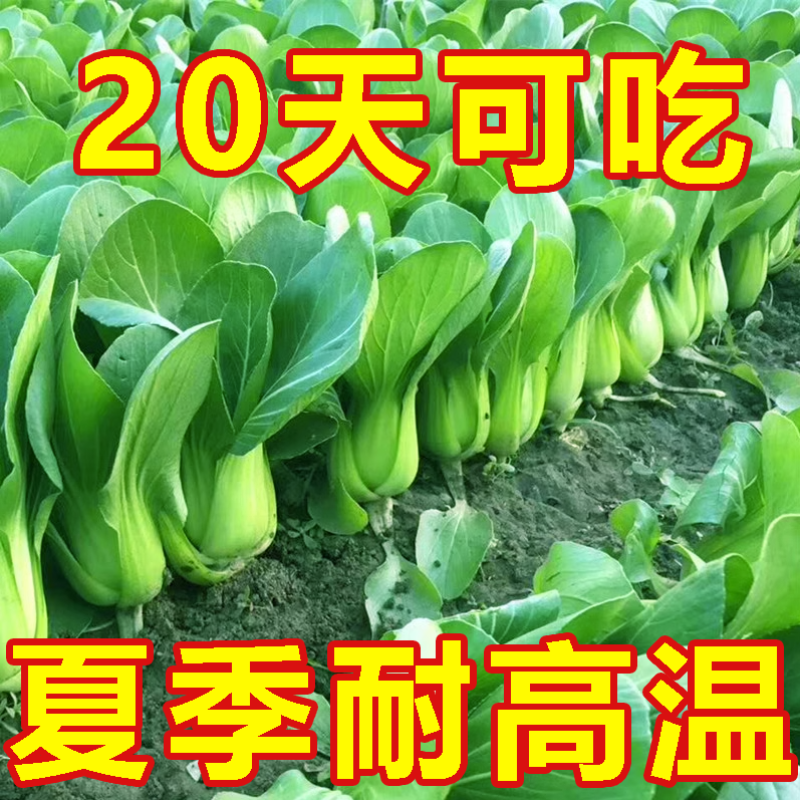 正品绿油亮杂交青梗菜种子，耐热耐雨青菜