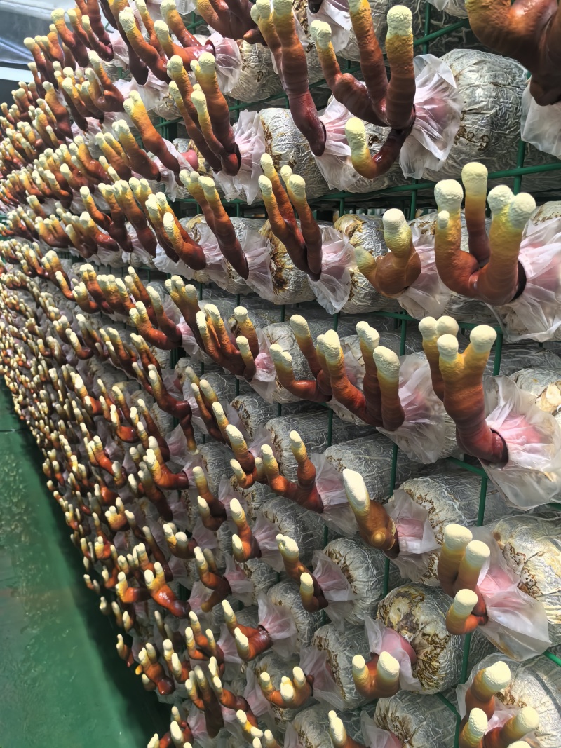 灵芝菌种灵芝菌包鹿茸芝菌棒灵芝菌棒辅料全高质量源头厂家