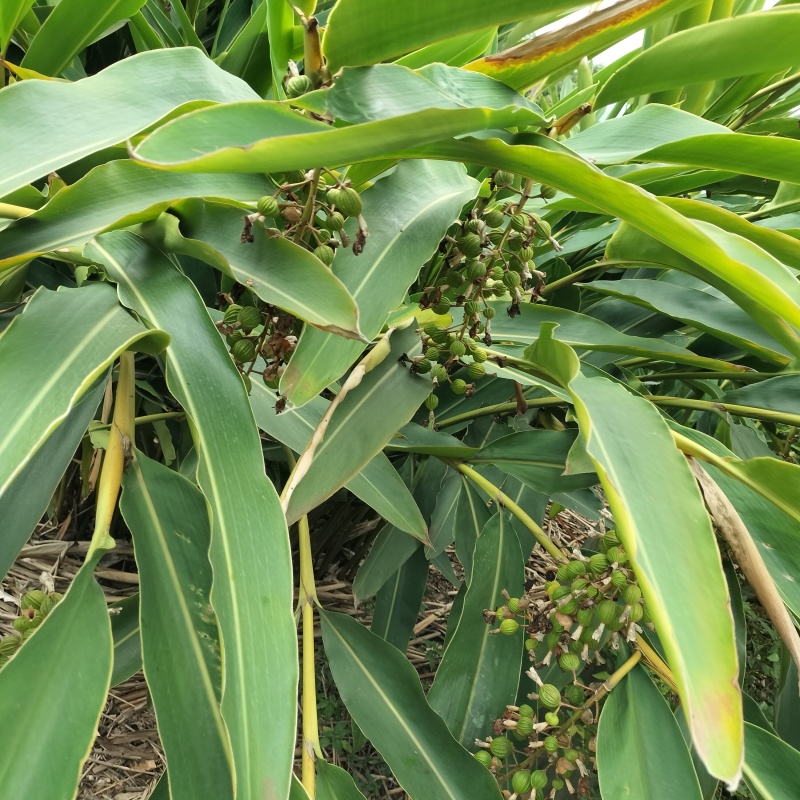 沙仁
