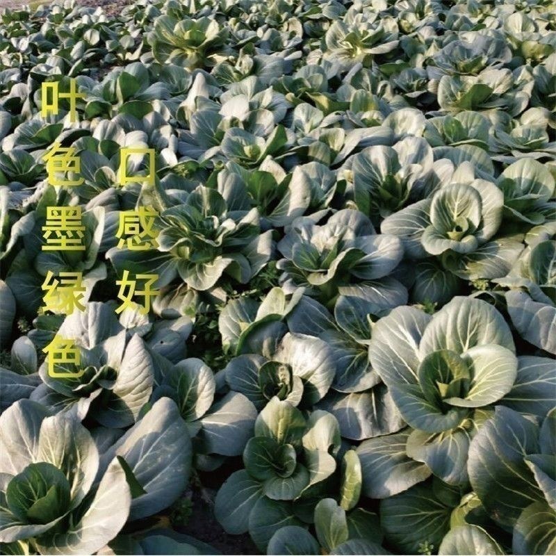 青梗菜杂交种善高苏州青黑矮青叶色黑口感软糯。