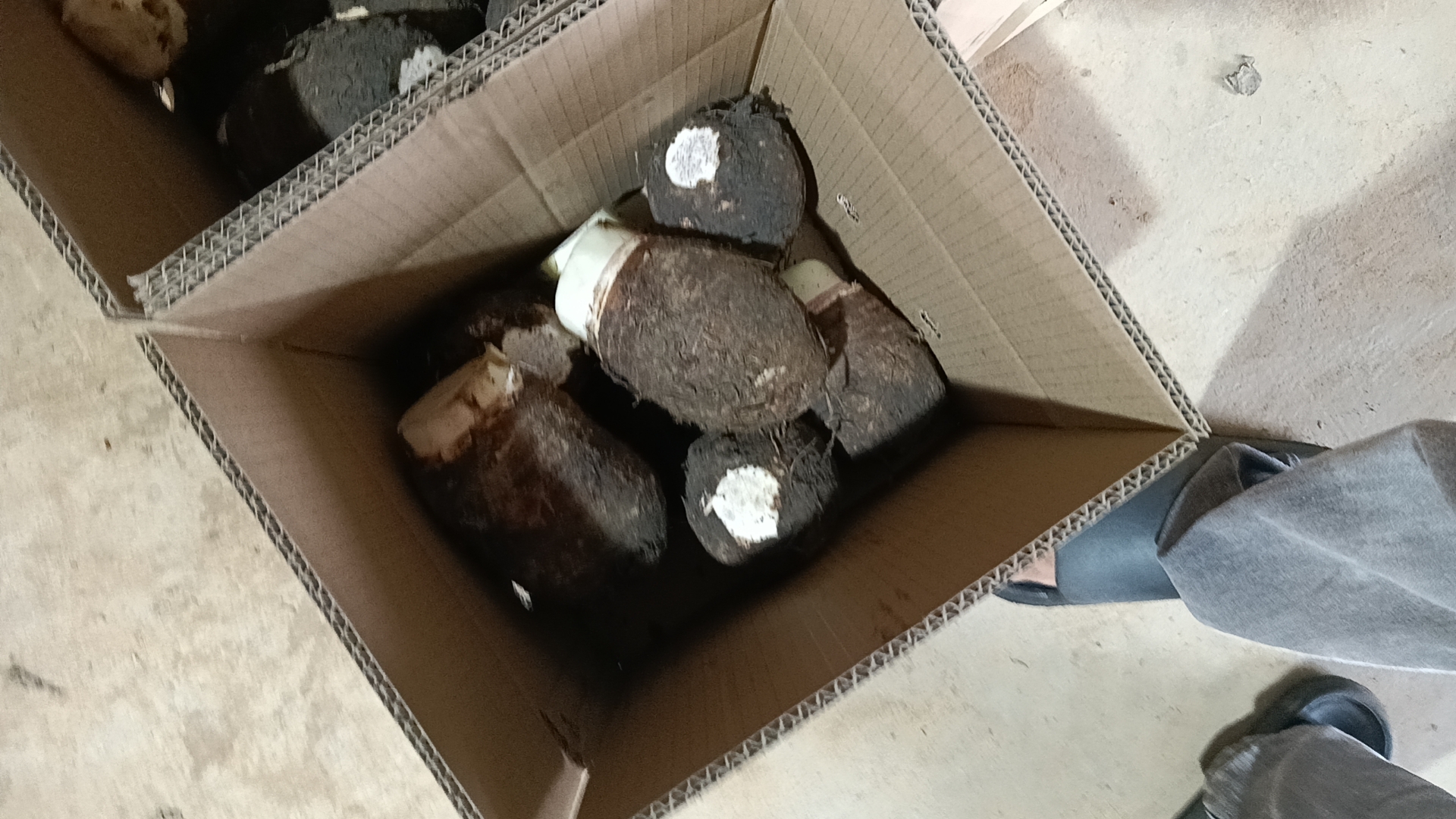 一场热闹的荔浦芋头丰收节现场,舞台前摆放着十余颗巨大的芋头,每颗都标有重量标签,最高的显示‘8.2斤’,村民们穿着民族服饰跳舞庆祝,观众围拢拍照,背景悬挂着‘中国荔浦芋头之乡’横幅 荔浦芋头丰收节活动现场场景