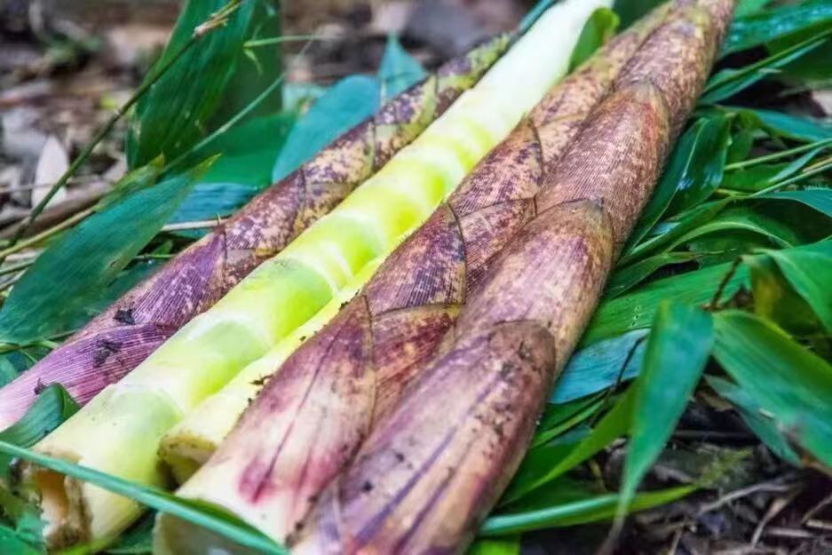 绿竹笋保存方法示意图,展示不同保存方式的效果对比 绿竹笋保存方法示意图