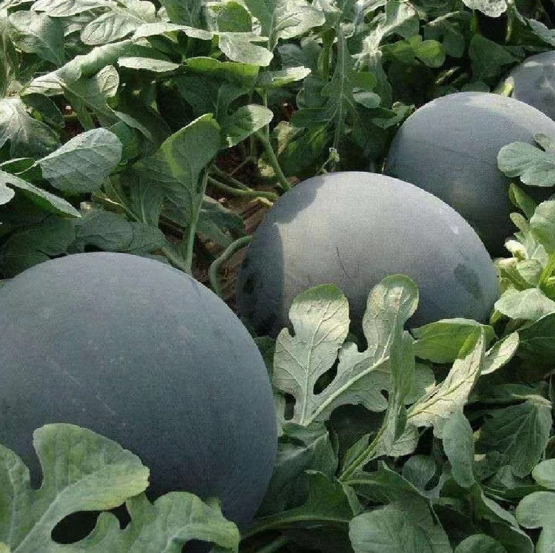 无籽西瓜成熟果实田间图