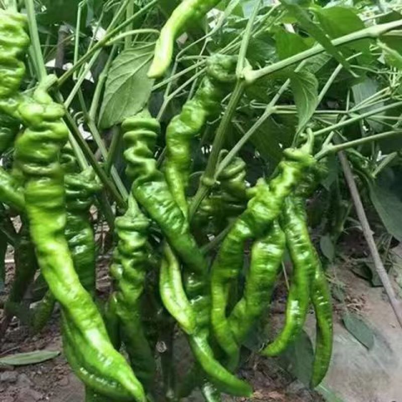 螺丝椒辣椒色泽亮丽，对接市场商超诚信经营需要请联系