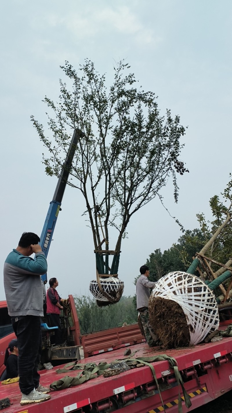 丛生朴树/朴树产地直发品质好需要的老板电话联系