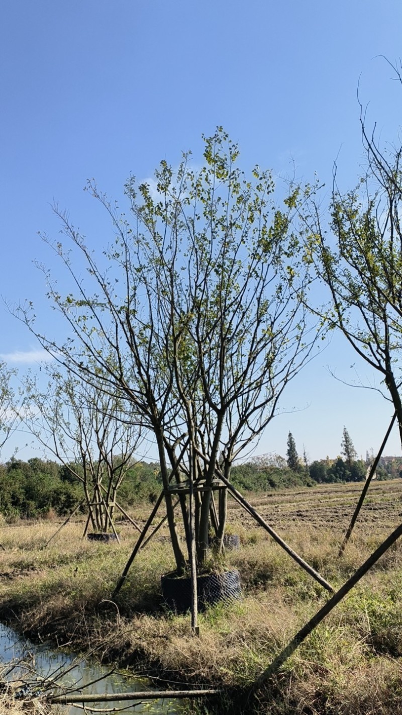 丛生朴树/朴树产地直发品质好需要的老板电话联系