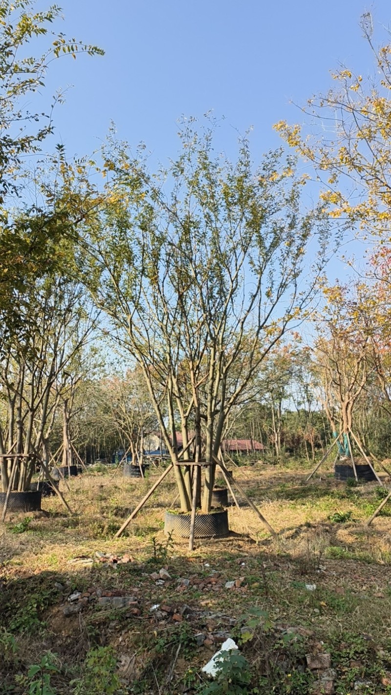 丛生朴树/朴树产地直发品质好需要的老板电话联系