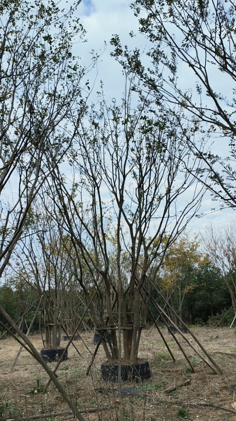 丛生朴树/朴树产地直发品质好需要的老板电话联系