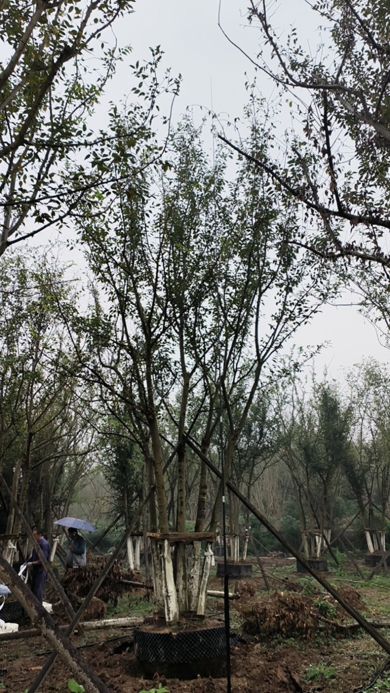 丛生朴树/朴树产地直发品质好需要的老板电话联系