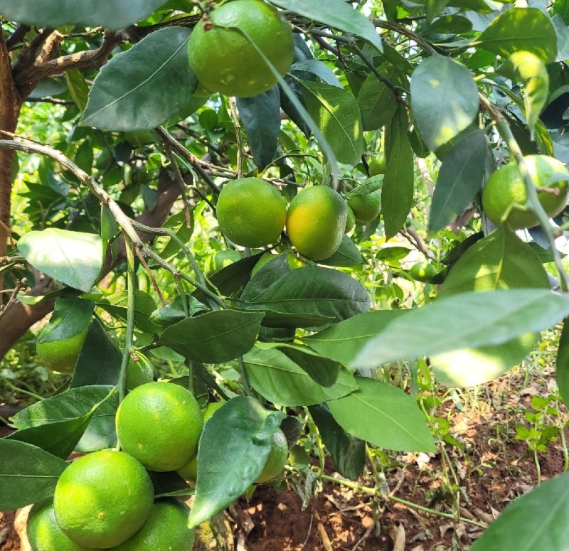 精品高山特早青皮蜜橘，现摘现发价格优惠大量现货，协助装车