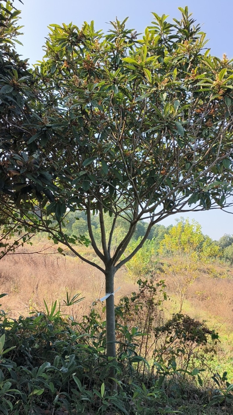 枇杷/产地直发品质好需要的老板电话联系