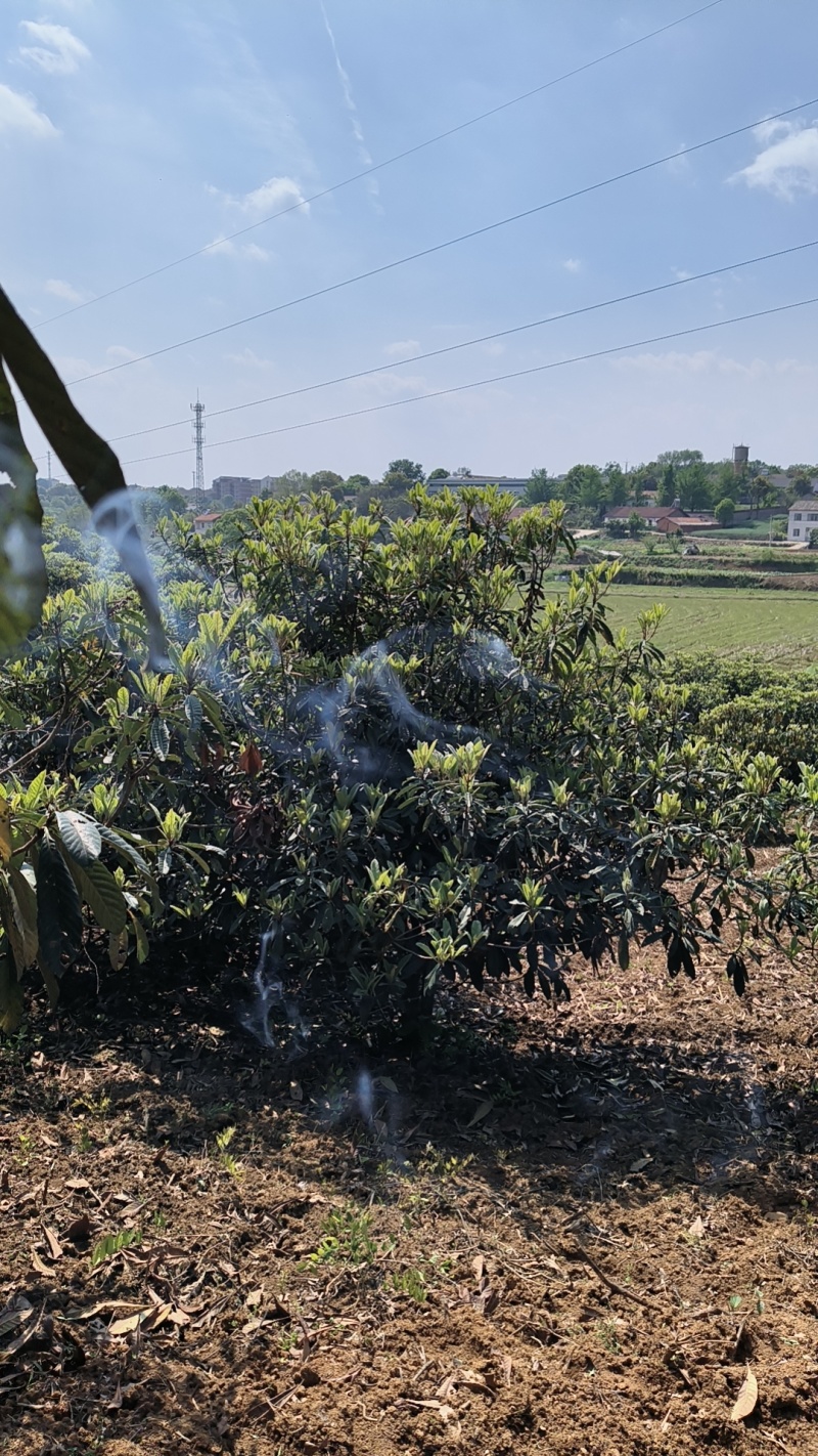 枇杷/产地直发品质好需要的老板电话联系