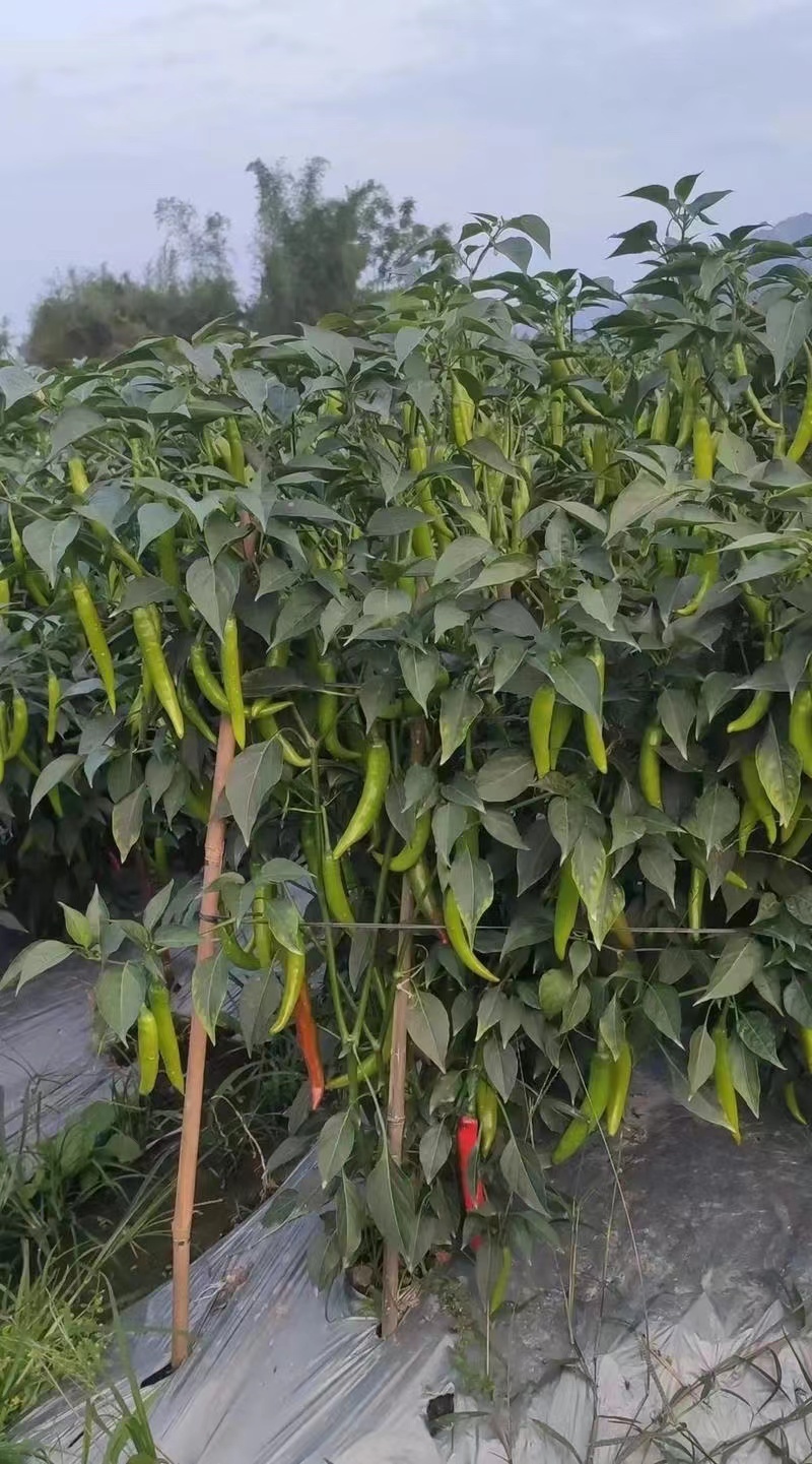 美人椒色泽鲜艳靓丽，价格优惠一件代发基地直供对接市场