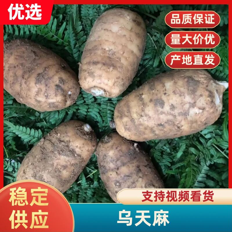贵州大山野生林下天麻量大从优现挖现发保质保量全国发货