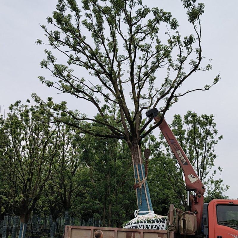 【荐】精品香樟截干发帽规格齐全量大从优欢迎实地考察