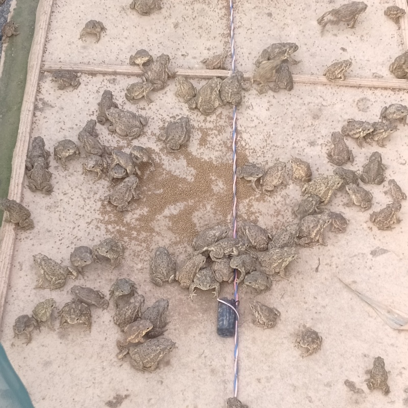 活体蟾蜍，场地直发，点位高，欢迎考察，现场选购（不发货）