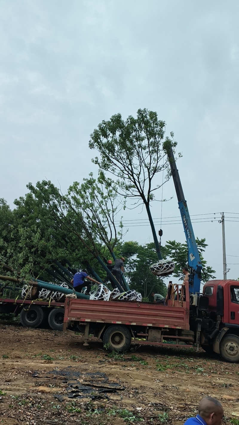 【荐】精品香樟截干发帽规格齐全量大从优欢迎实地考察