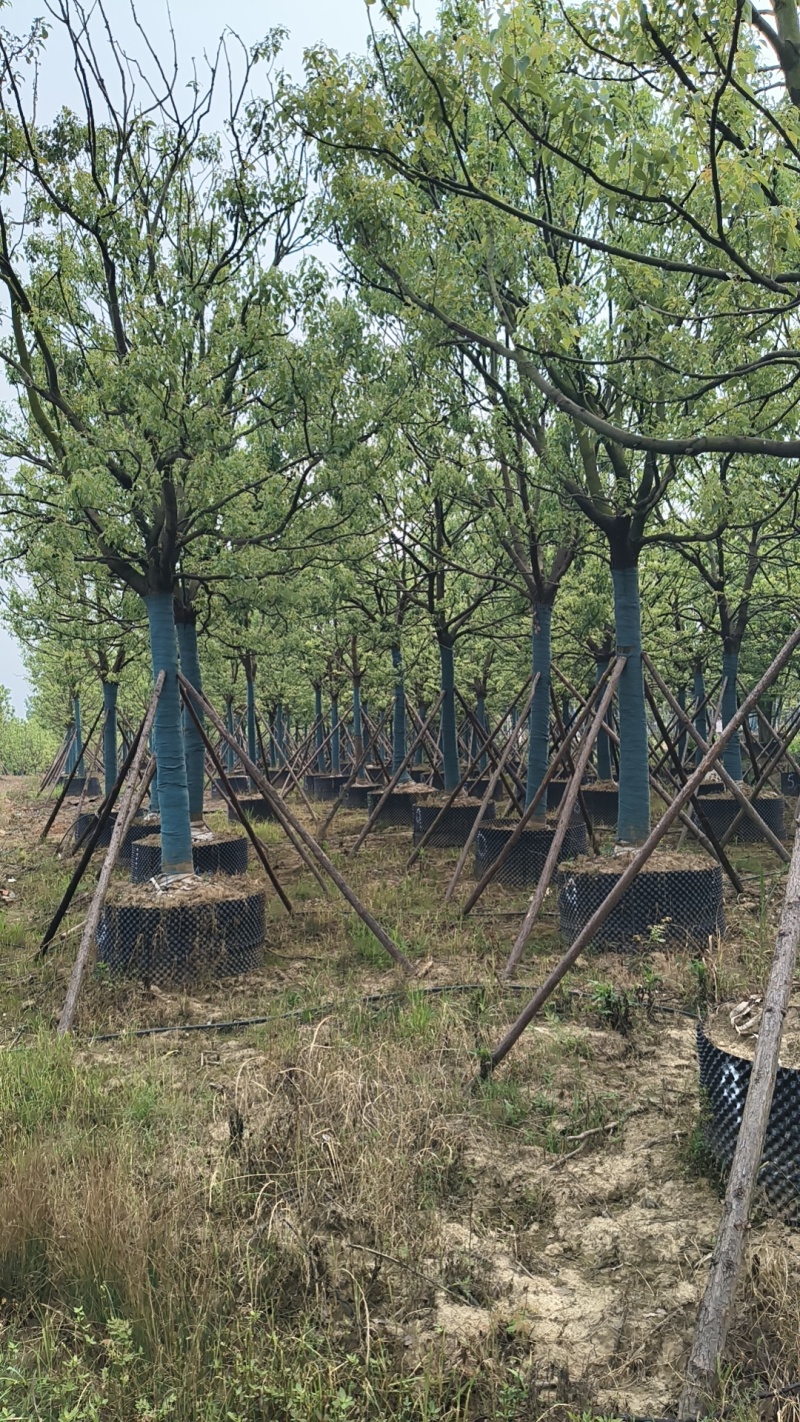 【荐】精品香樟截干发帽规格齐全量大从优欢迎实地考察