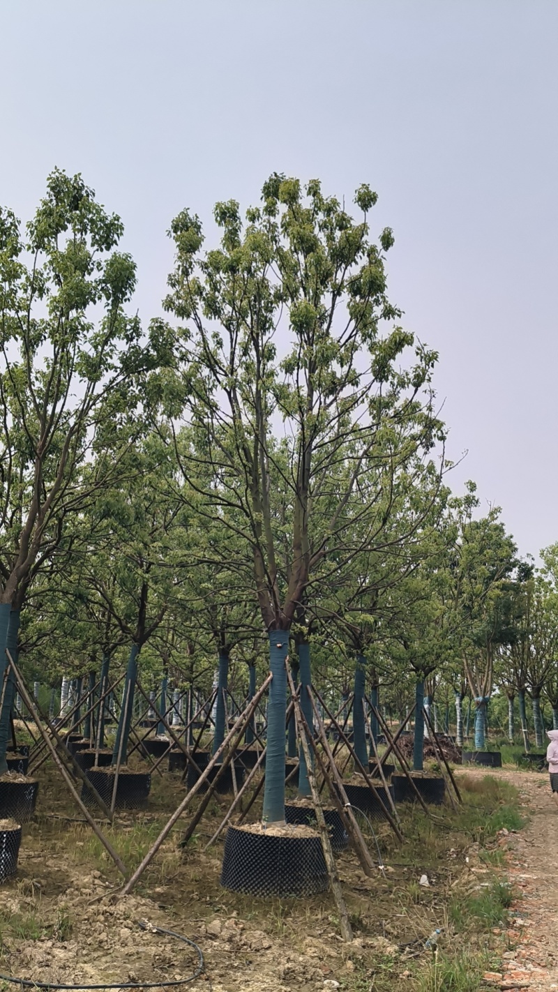 【荐】精品香樟截干发帽规格齐全量大从优欢迎实地考察