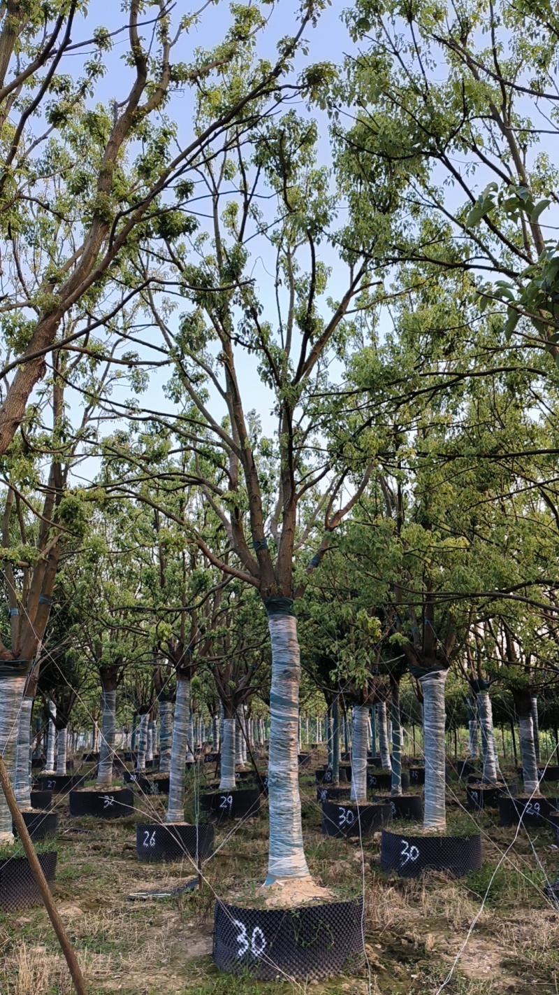 【荐】精品香樟截干发帽规格齐全量大从优欢迎实地考察