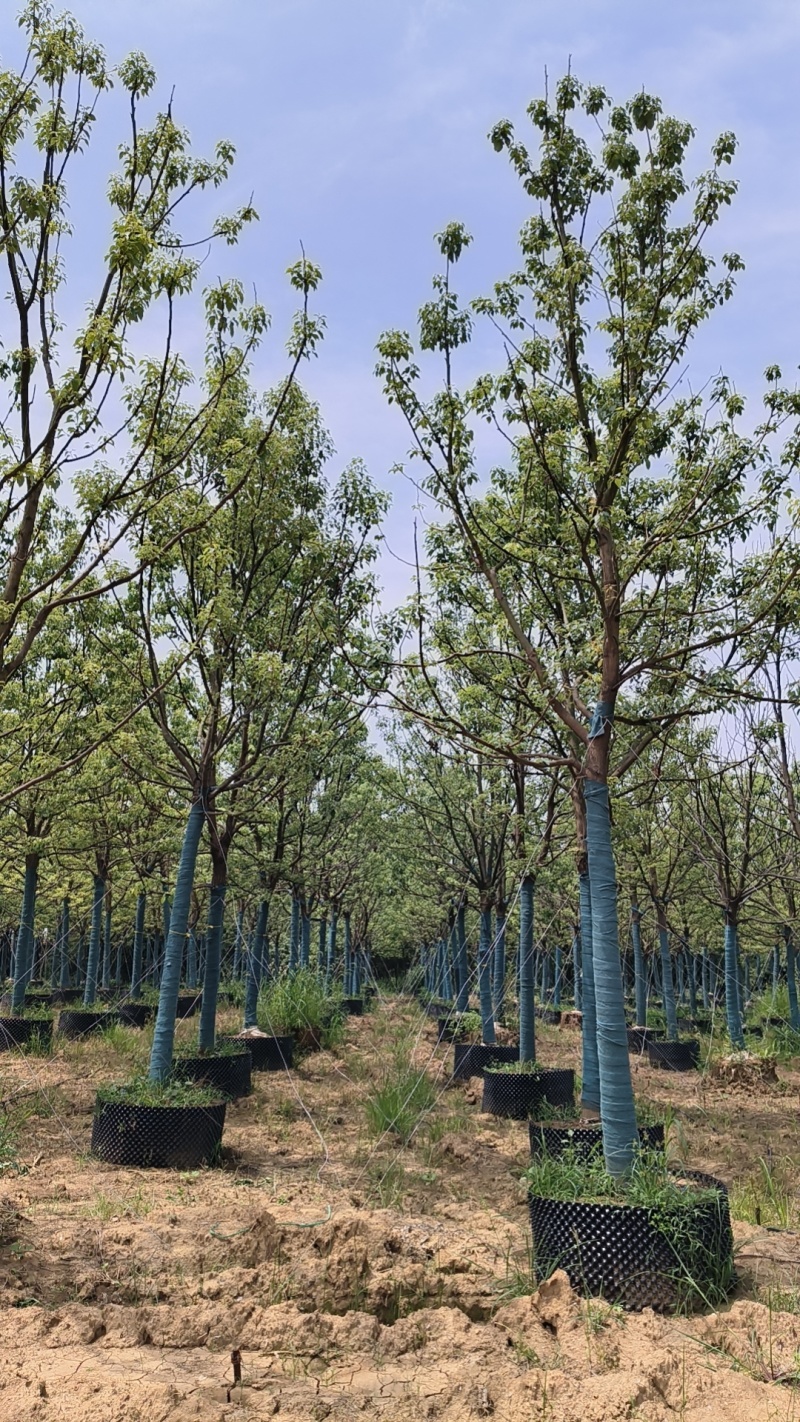 【荐】精品香樟截干发帽规格齐全量大从优欢迎实地考察