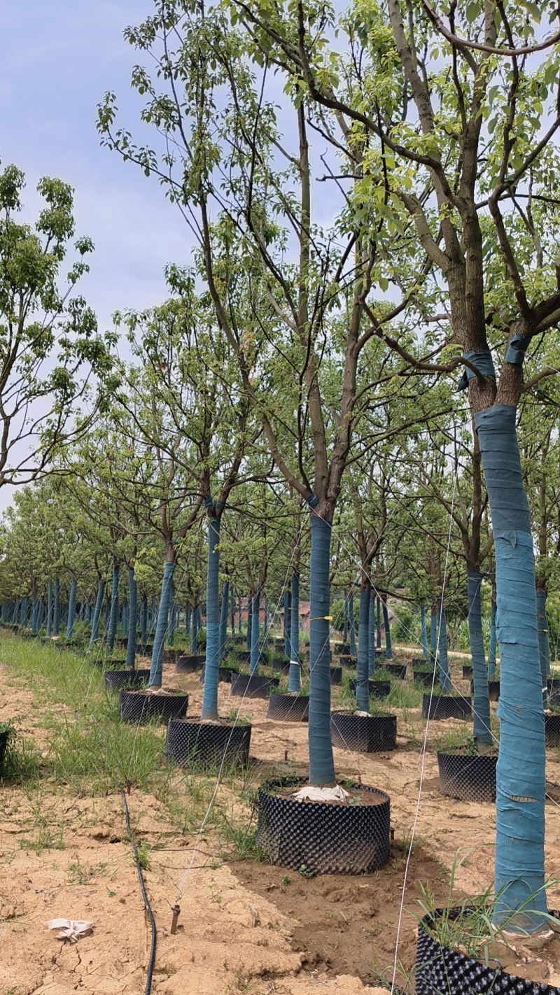 【荐】精品香樟截干发帽规格齐全量大从优欢迎实地考察