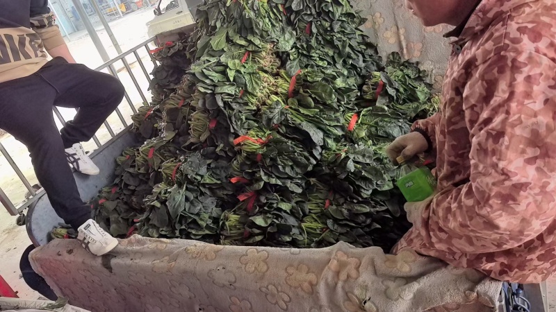 【产地直发】精品菠菜现摘现发，品质保障，量大价低