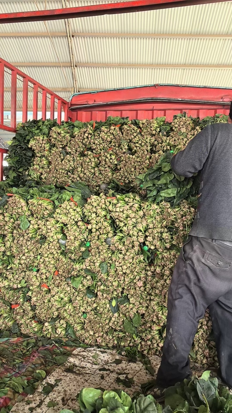 【产地直发】精品菠菜现摘现发，品质保障，量大价低