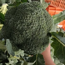【基地供货】精品西蓝花绿翡翠量大全国可发质量精品