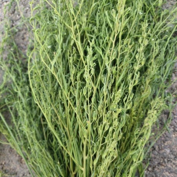 百蕊草