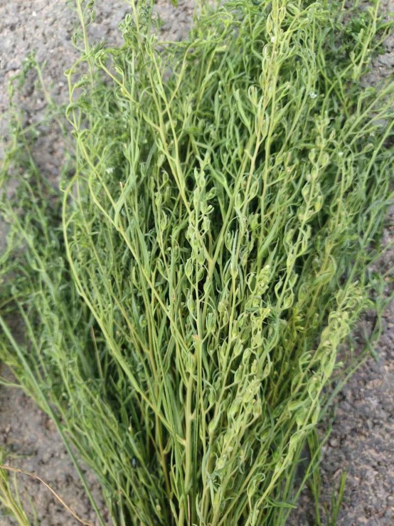 百蕊草