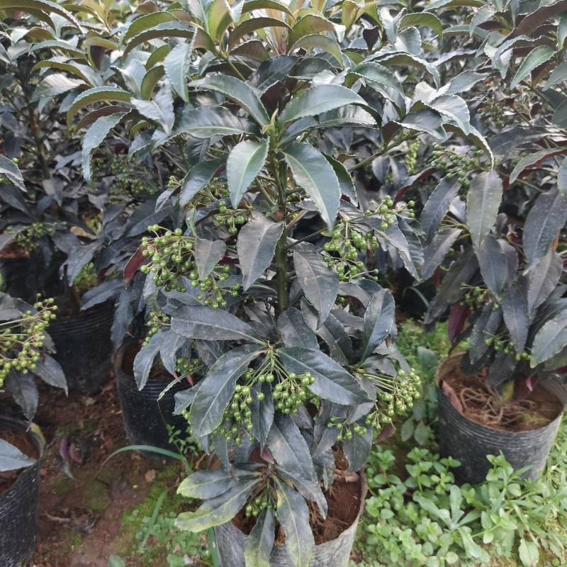 富贵籽小盆栽