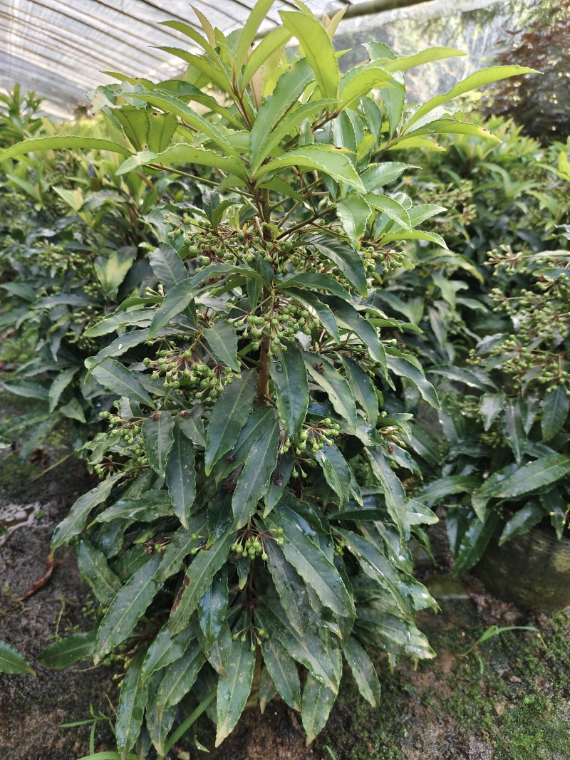 富贵籽小盆栽