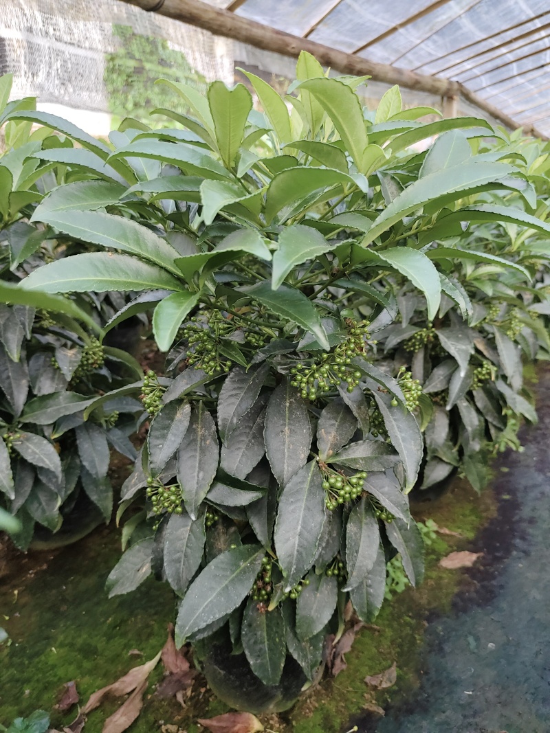 富贵籽小盆栽