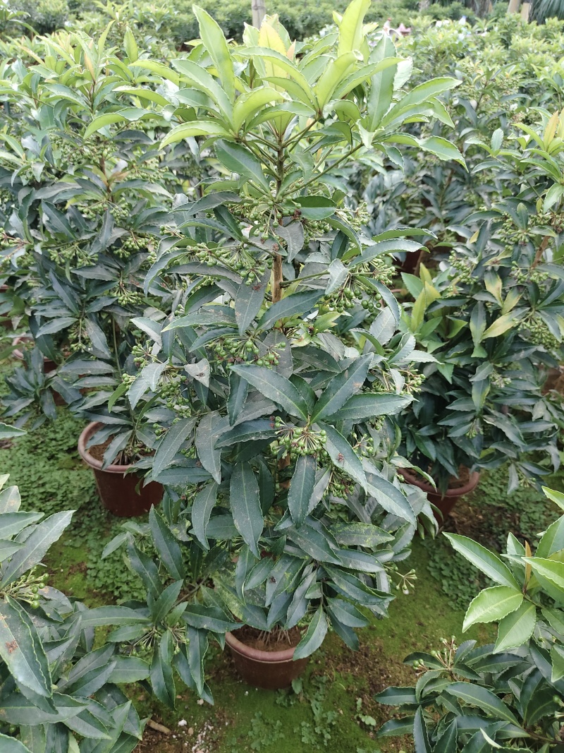 富贵籽小盆栽