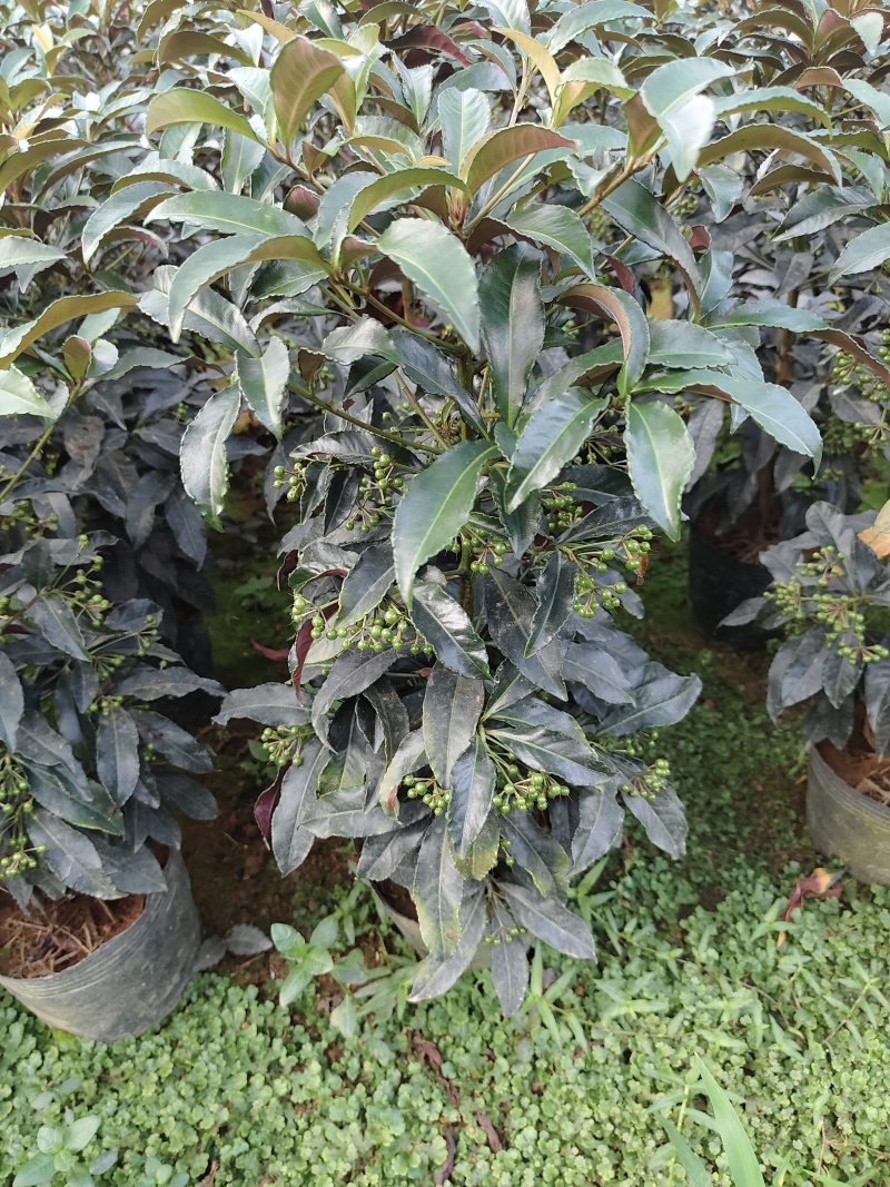 富贵籽小盆栽