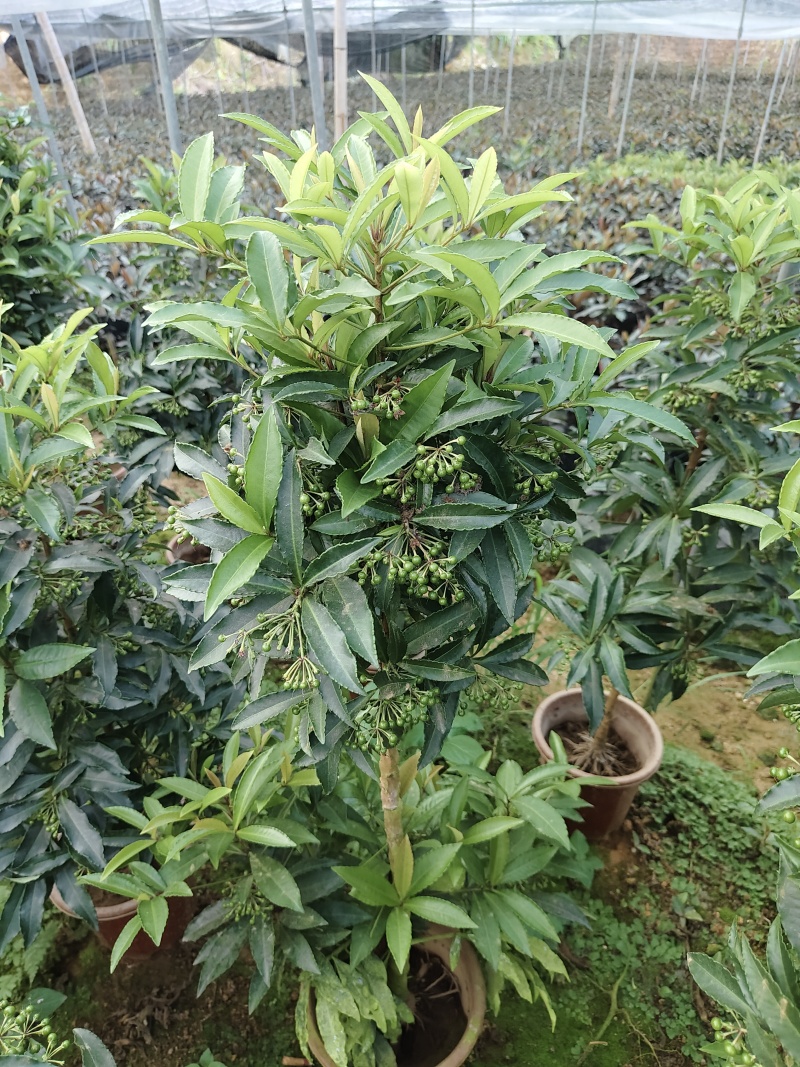 富贵籽小盆栽
