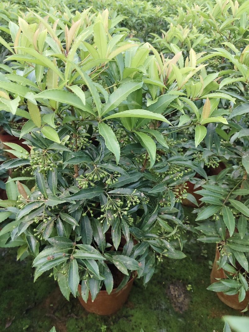 富贵籽小盆栽