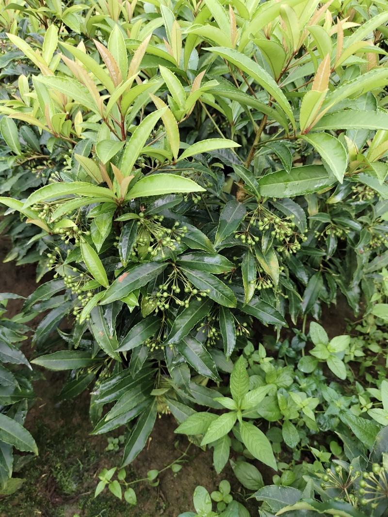 富贵籽小盆栽