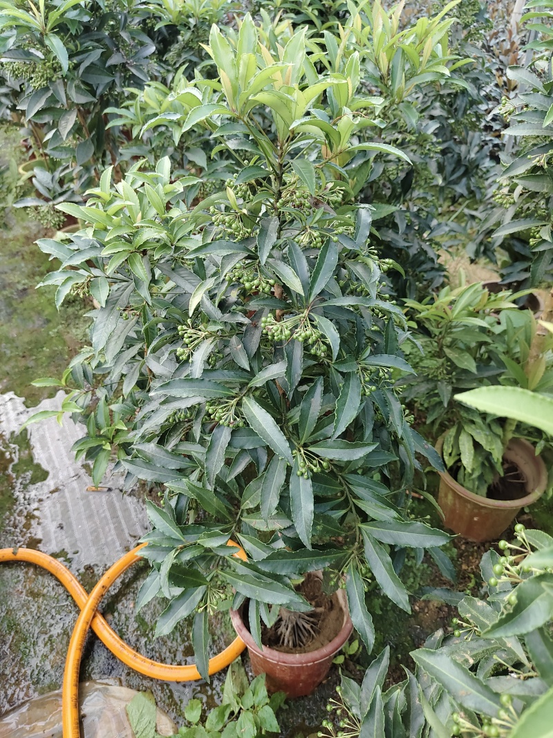 富贵籽小盆栽