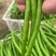 二荆条辣椒精品货对接市场商超一件代发诚信经营，欢迎订购
