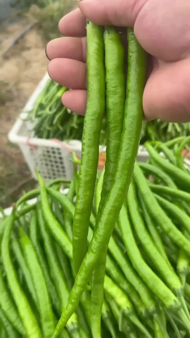 二荆条辣椒精品货对接市场商超一件代发诚信经营，欢迎订购