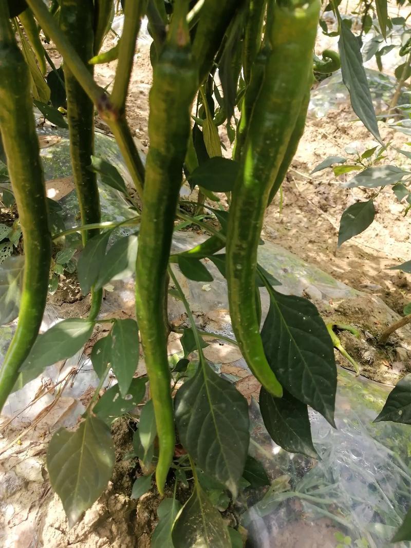 二荆条辣椒精品货对接市场商超一件代发诚信经营，欢迎订购