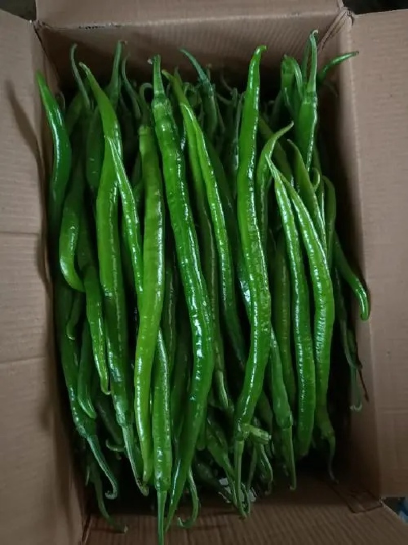 二荆条辣椒精品货对接市场商超一件代发诚信经营，欢迎订购
