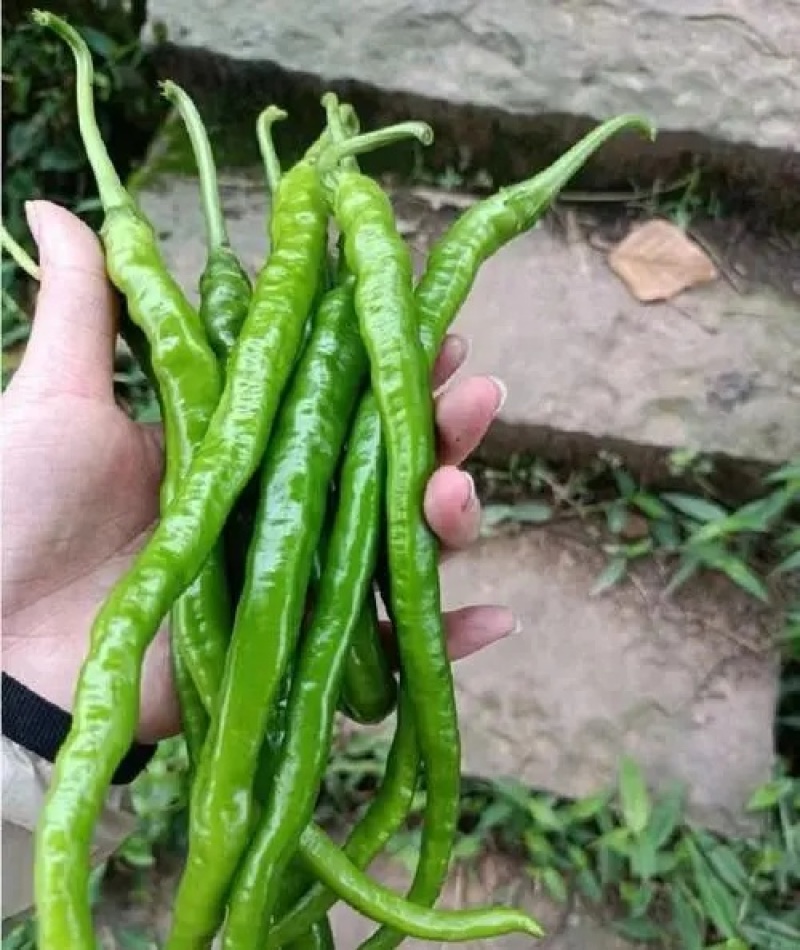 二荆条辣椒精品货对接市场商超一件代发诚信经营，欢迎订购