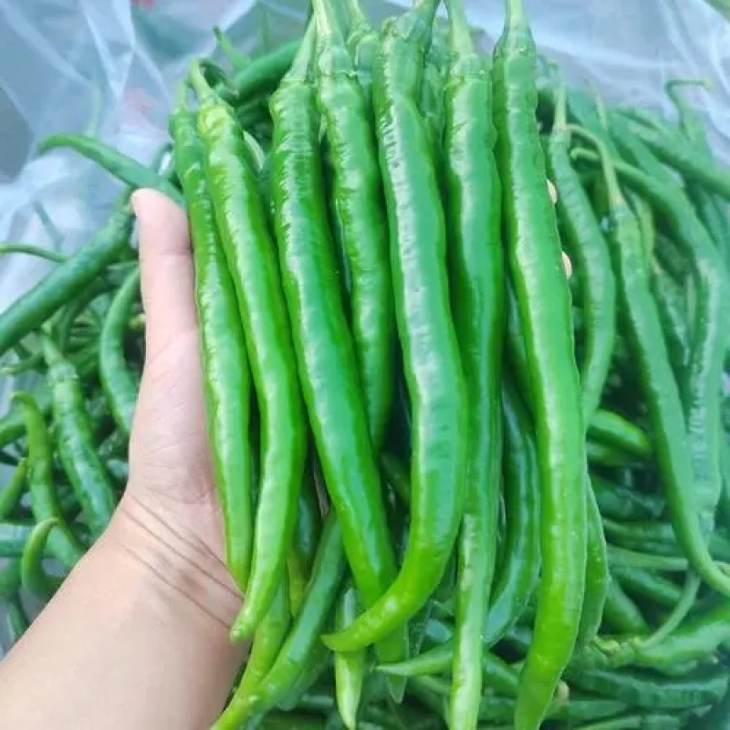 二荆条辣椒精品货对接市场商超一件代发诚信经营，欢迎订购