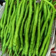 二荆条辣椒精品货对接市场商超一件代发诚信经营，欢迎订购