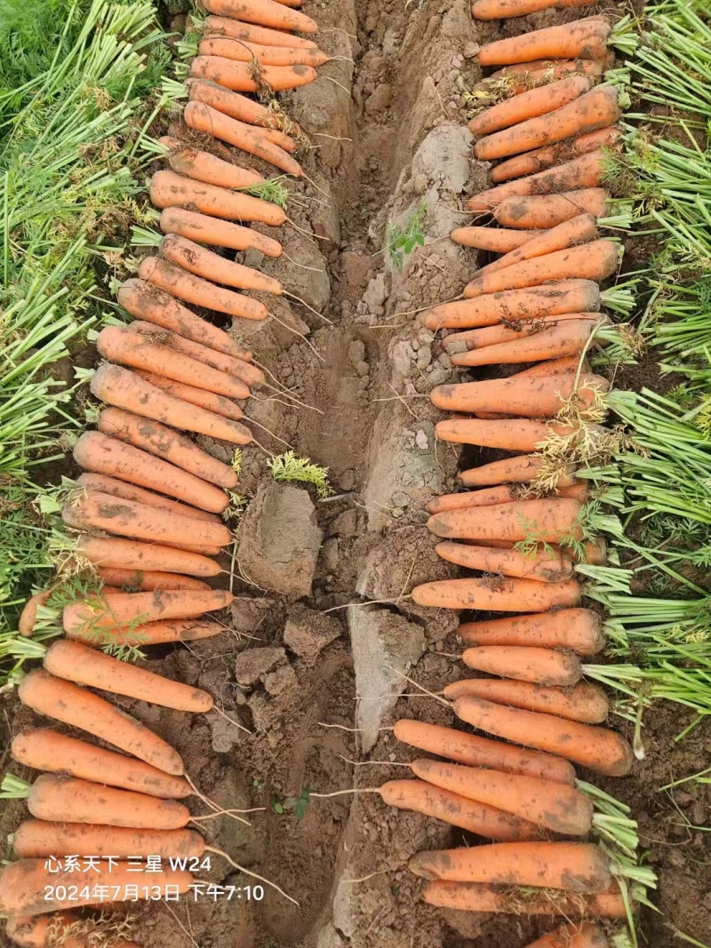 【推荐】陕西胡萝卜大量供应市场商超电商量大价优