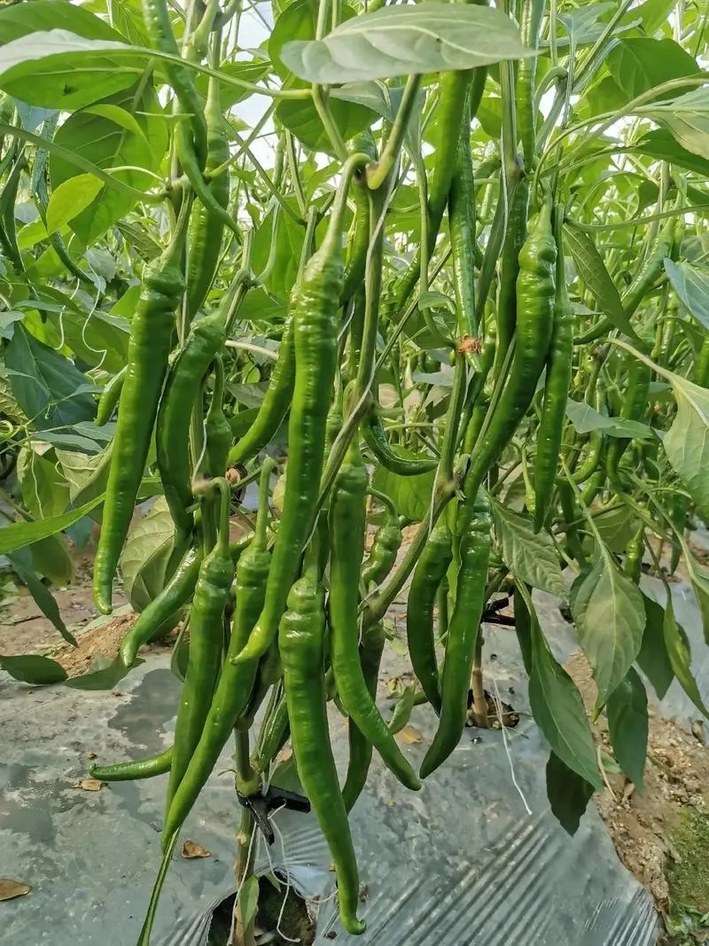 线椒青线椒大量上市，产地直供一件代发价格优惠欢迎咨询